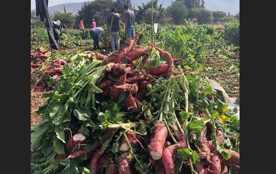 Inicia la cosecha de rábanos en Oaxaca