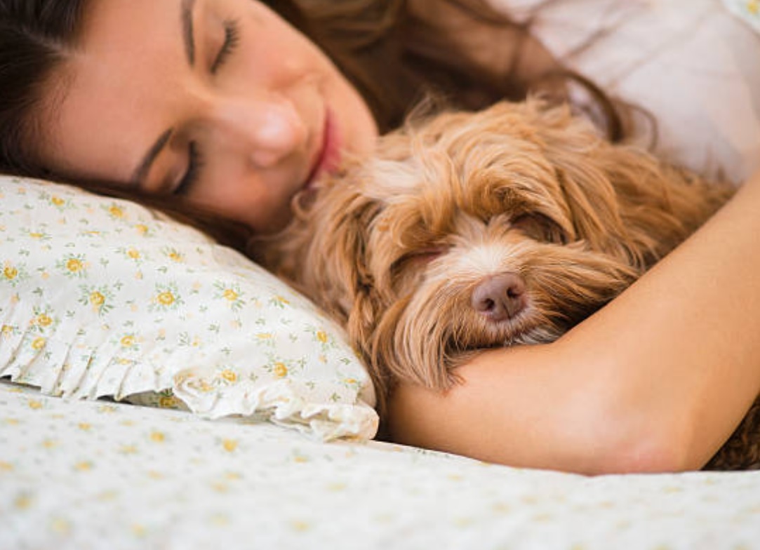 El perro es el mejor compañero de una mujer para dormir, no el hombre
