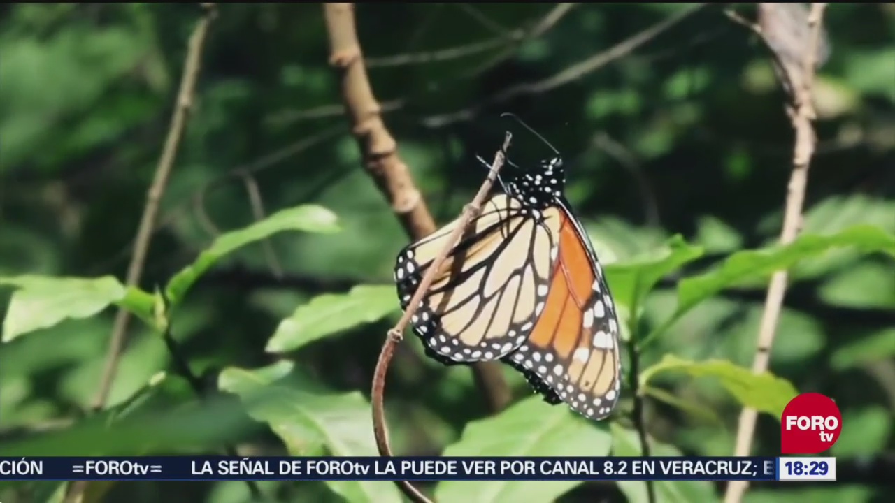 El paso de la mariposa monarca por Guanajuato