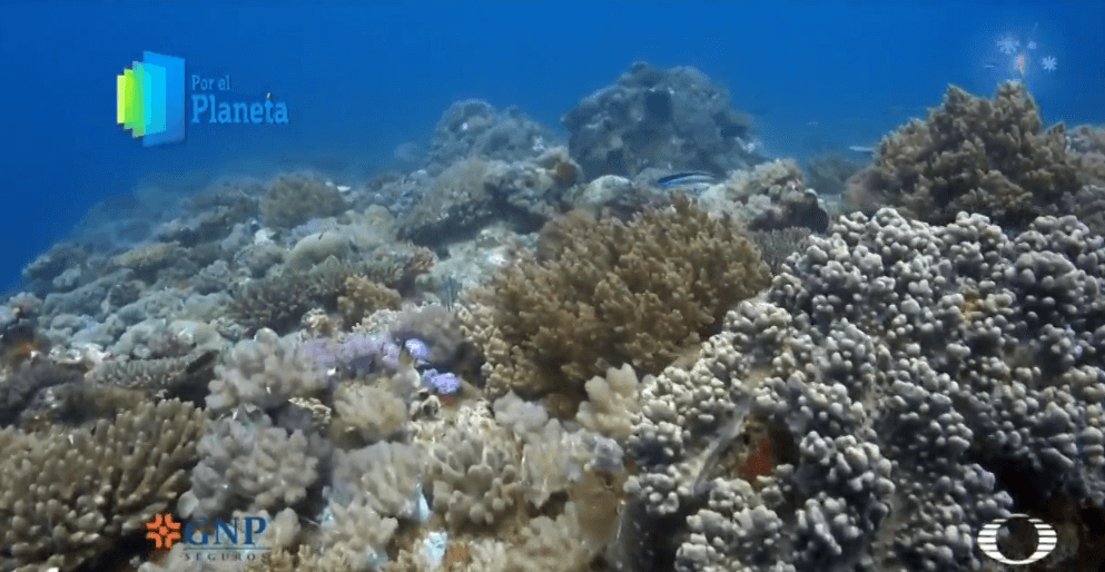Corales en la Isla Vamizi, Mozambique. (Noticieros Televisa)
