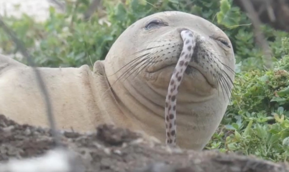 ¿Qué sale de las narices de estas focas?