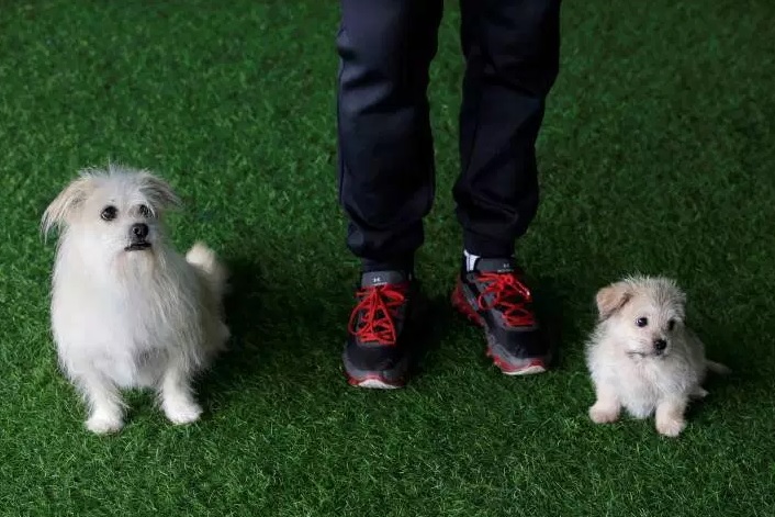 China: Servicio de clonación duplica al famoso perro Zumo