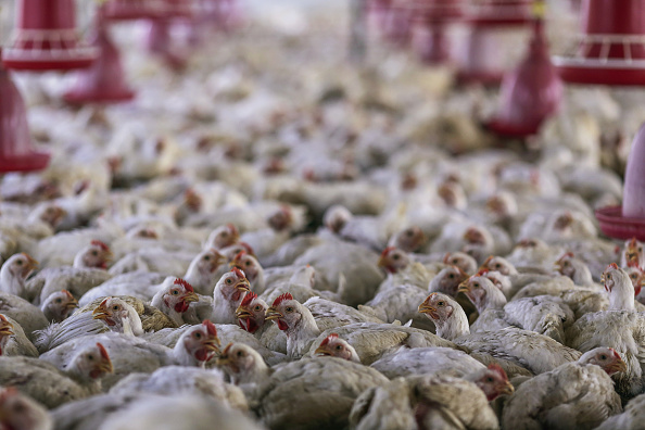 Pollo de granja moderno es irreconocible a sus ancestros
