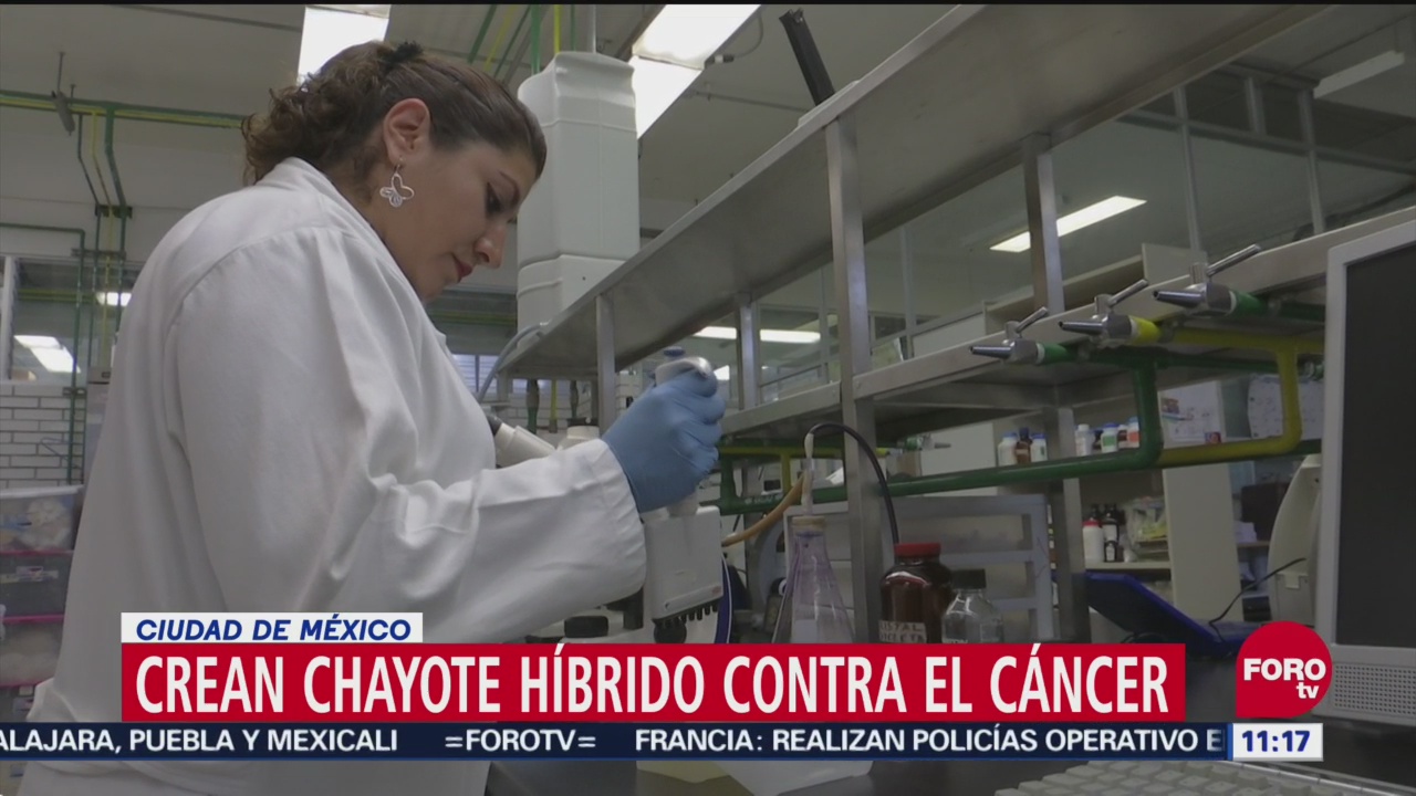 Investigadores de la UNAM crean chayote híbrido contra el cáncer