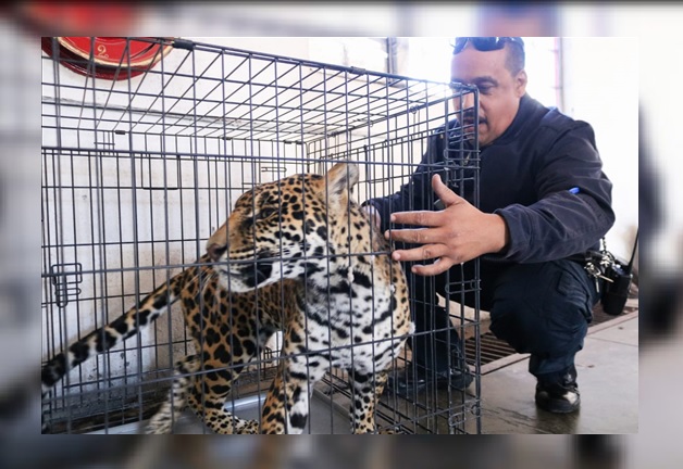Profepa aseguran jaguar que escapó de un domicilio en Chihuahua