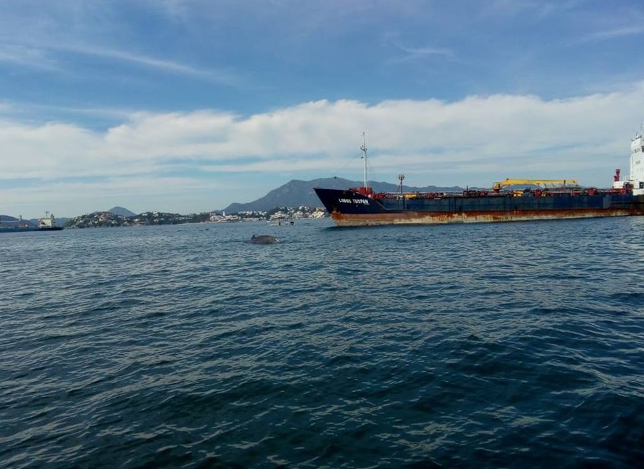 Rescatan a ballena herida por arte de pesca en Colima