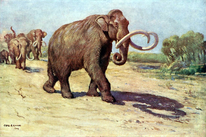 Los mamuts tenían sangre "anticongelante".