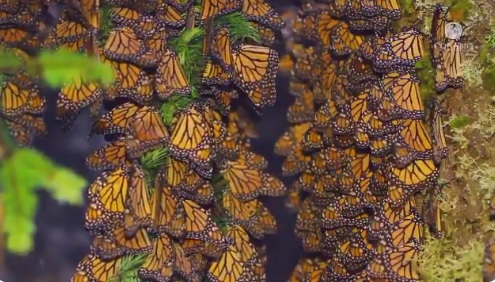 Mariposas monarca pasan por Guanajuato en su ruta hacia Michoacán