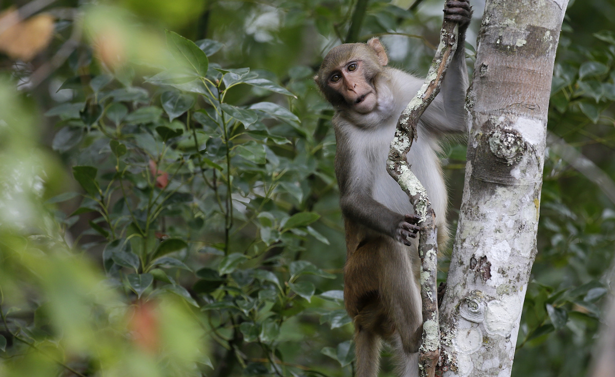 Mujer Mastubró Mono Condenada 3 Años Cárcel