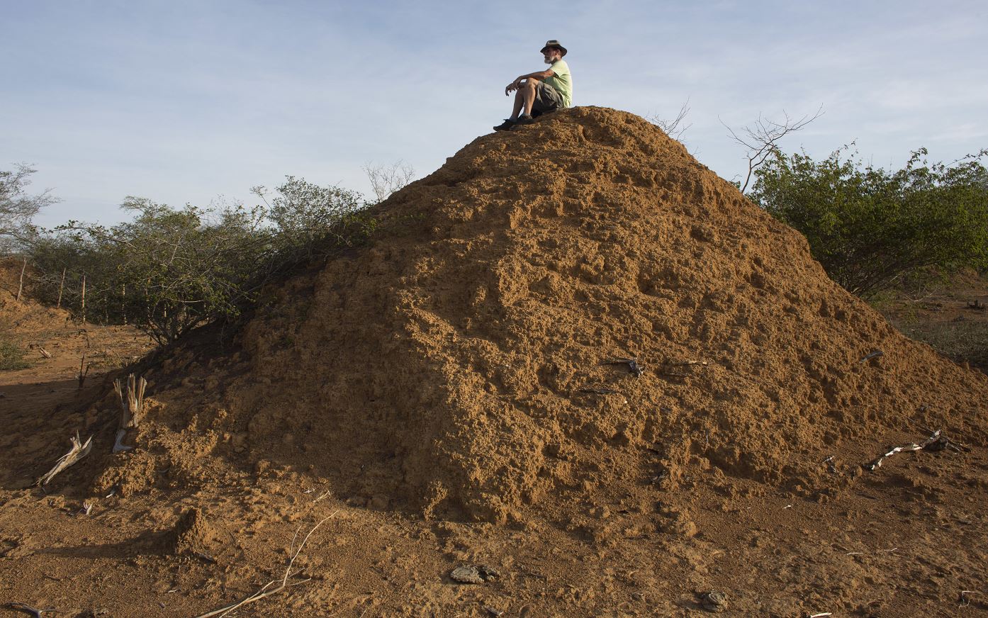 Gigantescos montículos de tierra creados por termitas