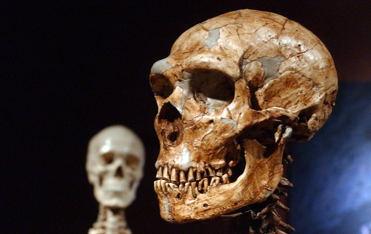 Forma Cráneo ADN Neandertal Humanos Cráneos