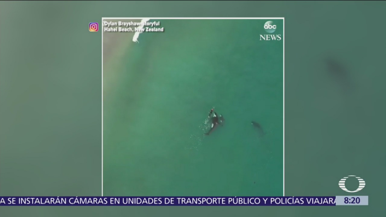 Orcas se acercan a mujer para nadar junto a ella