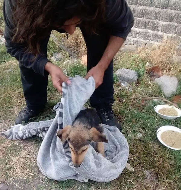 Alistan operativo para alimentar a perros de la calle