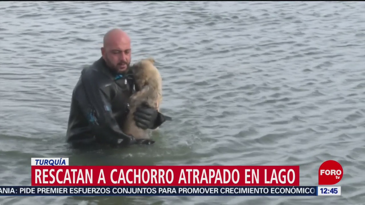 Rescatan a cachorro atrapado en lago en Turquía