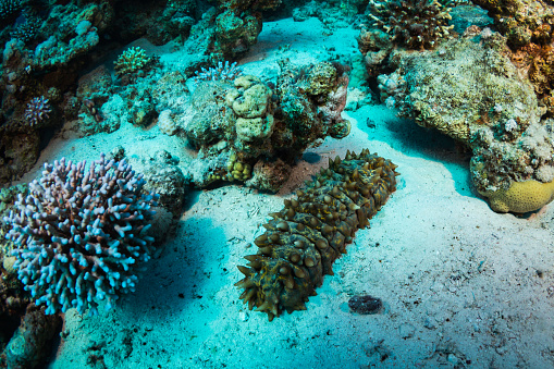 Liberan ejemplares de pepino de mar reproducidos en invernaderos en Yucatán