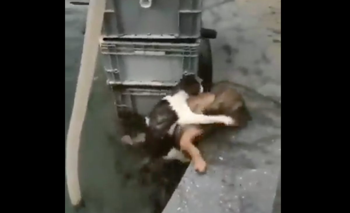 VIDEO: Perrito salva a gato de morir ahogado