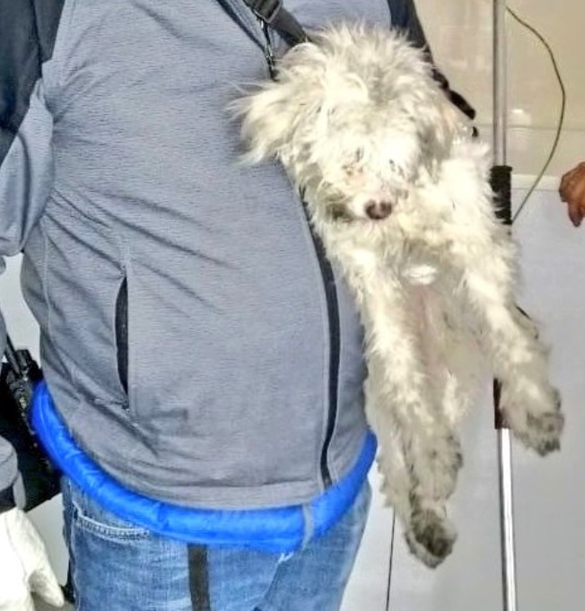 Rescatan a un perro en vías del Metro Moctezuma en la CDMX