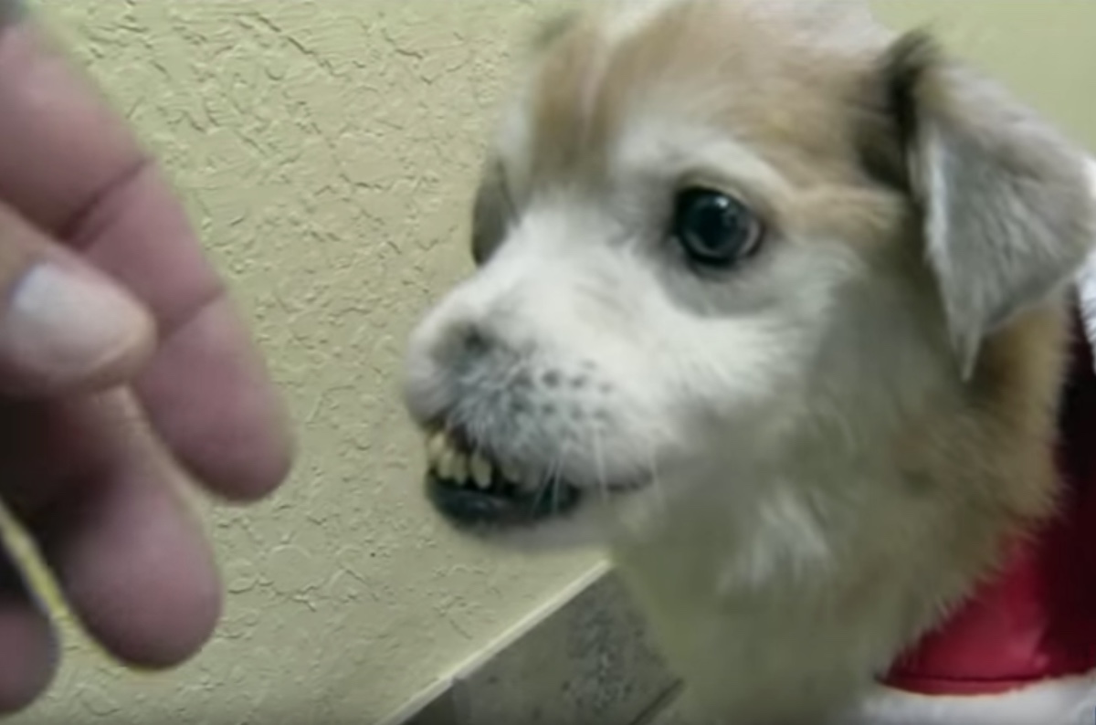 VIDEO: Perrito sin nariz busca hogar