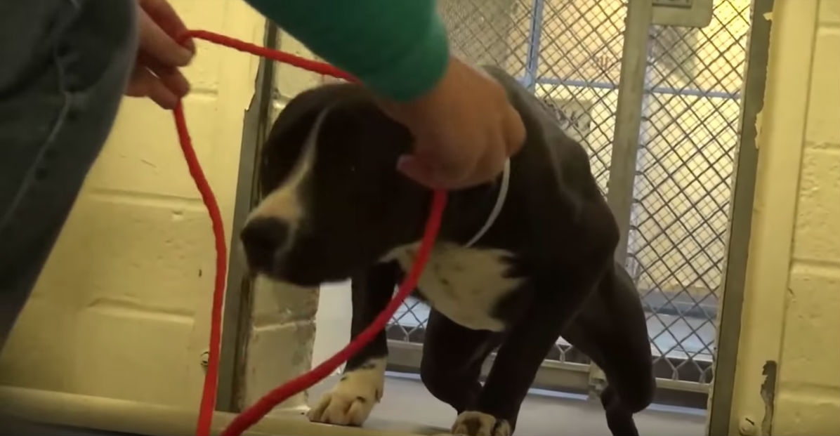 Video: Así fue la conmovedora reacción de este perro al darse cuenta que una familia lo adoptó