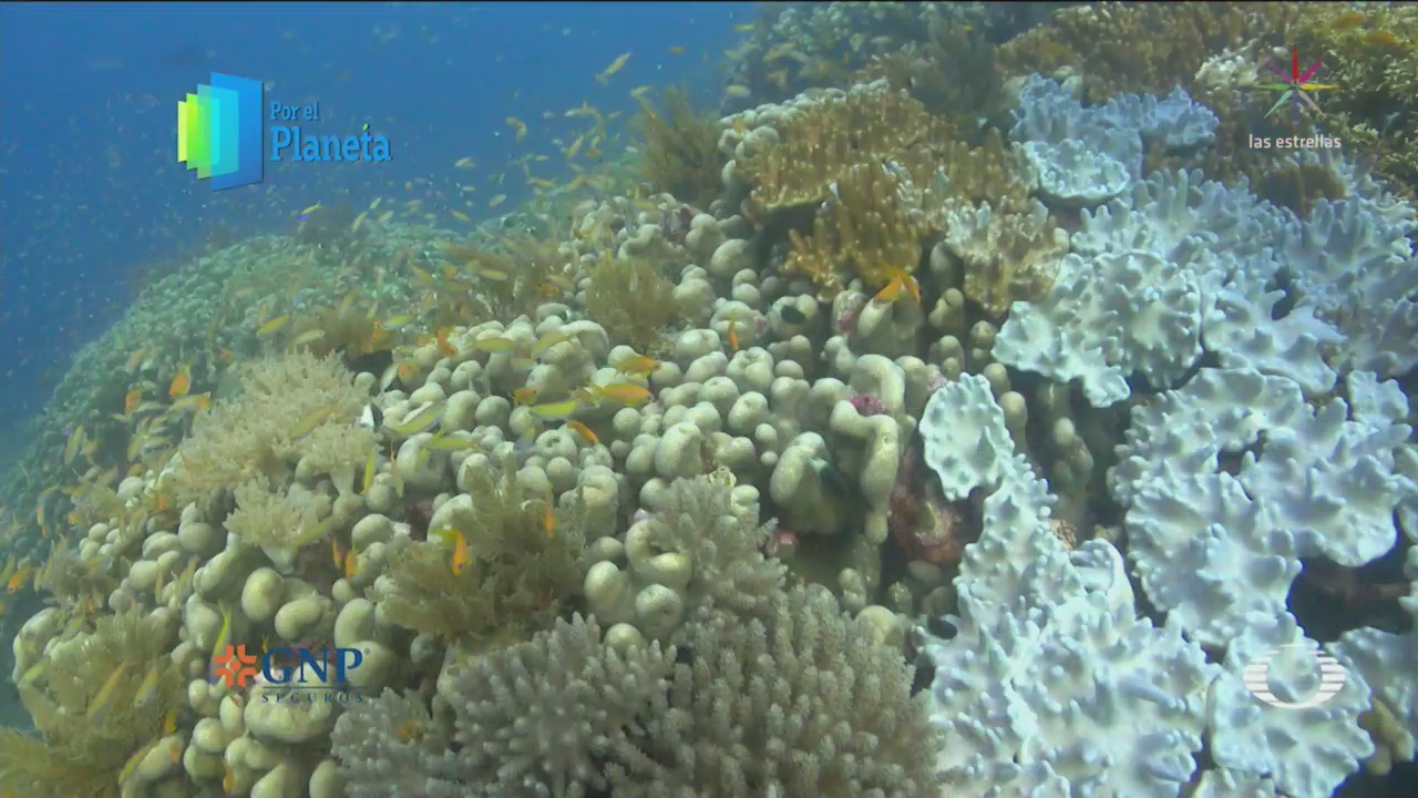 Por El Planeta Blanqueamiento Corales Isla Vamizi