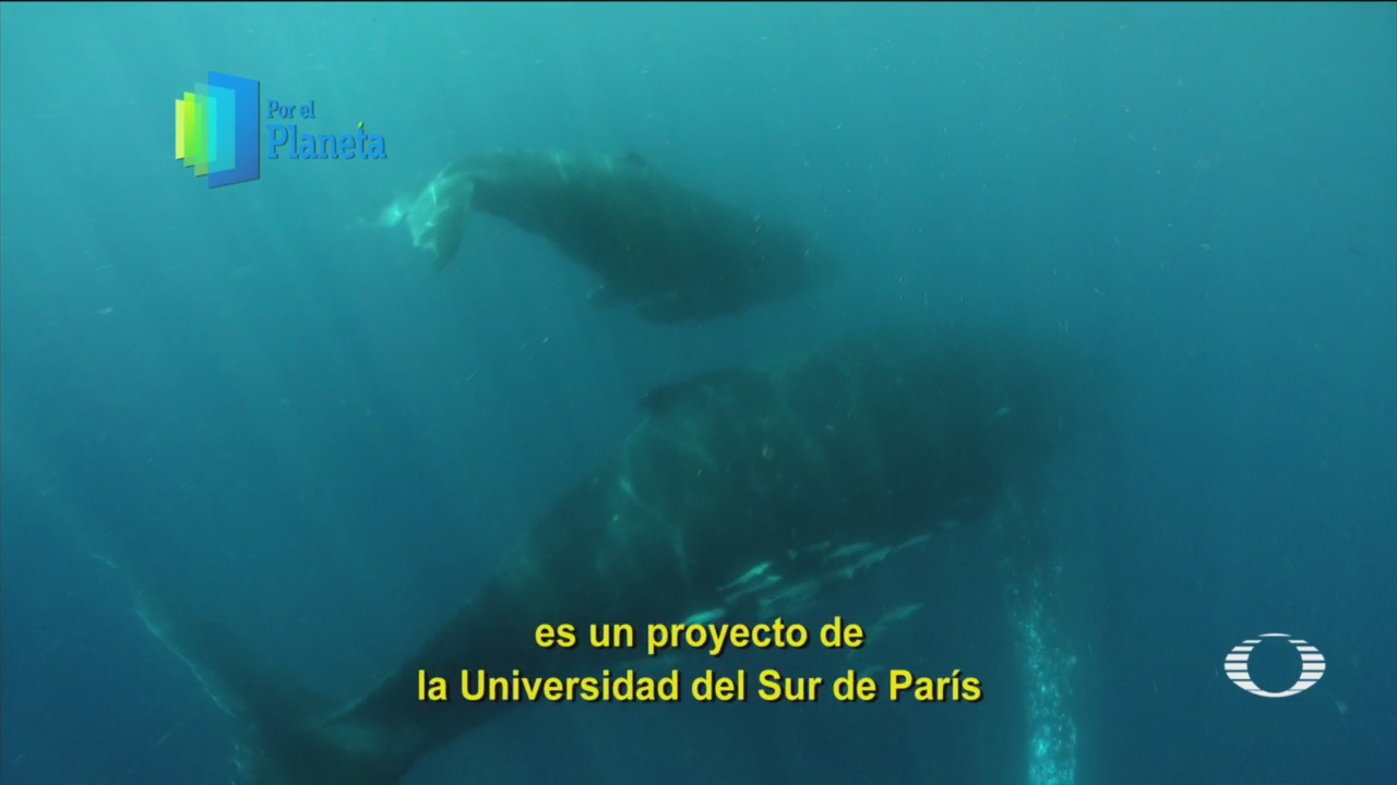 Por el Planeta: Monitorean ballenas jorobadas con sus sonidos en Mozambique
