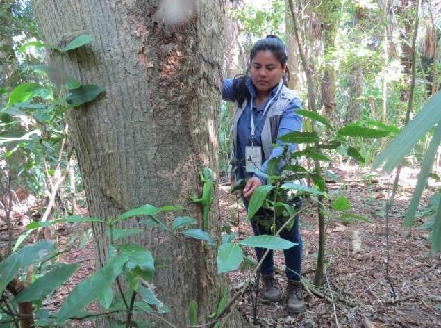 Profepa libera a 63 iguanas en la Biosfera La Encrucijada en Chiapas