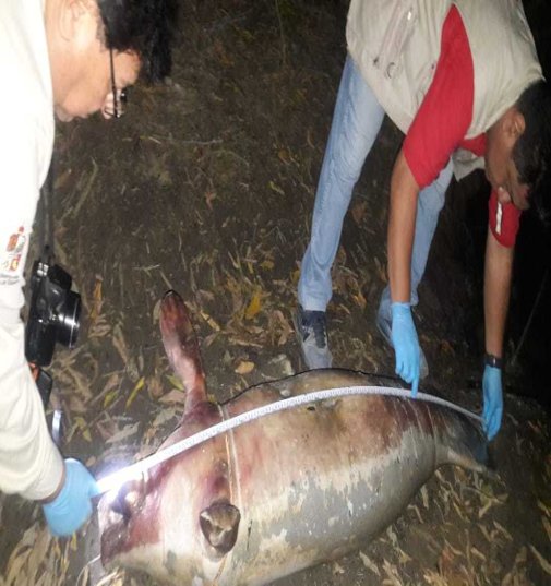 Reportan la muerte de un manatí en Centla, Tabasco