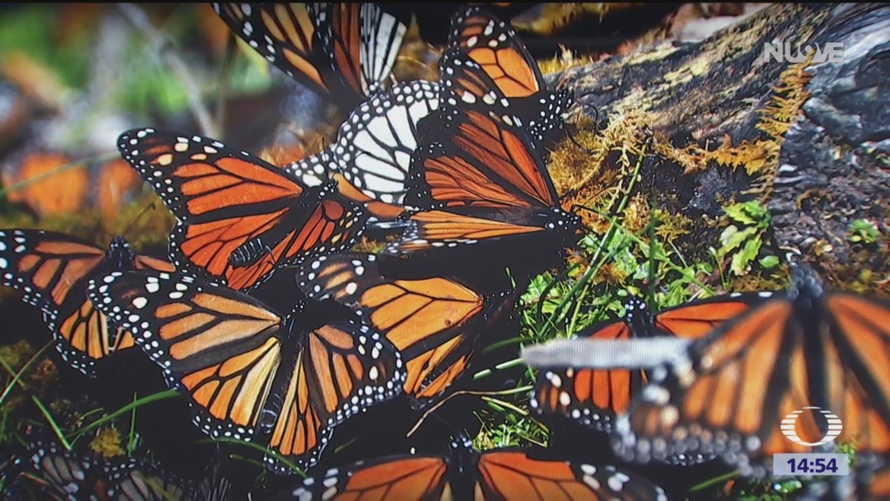 Proyectos sustentables en favor de la mariposa monarca