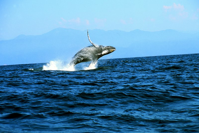turistas disfrutan avistamiento de ballenas en oaxaca