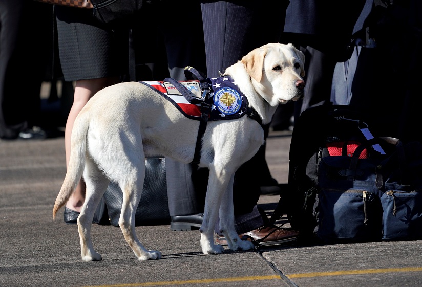 ‘Sully’, el perro de servicio con el ataúd George H.W. Bush