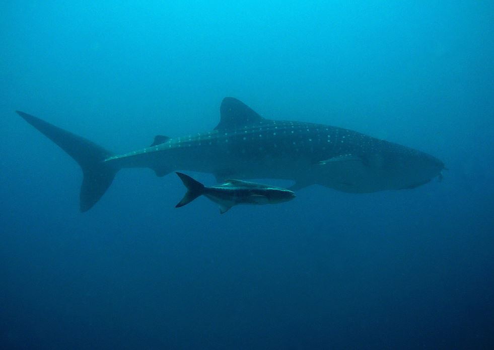 Premian a niñas de concurso de cuento con nado con tiburones en Baja California