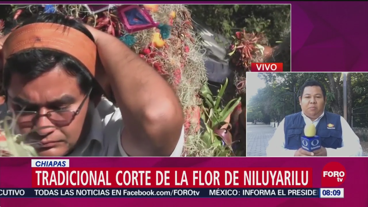 Tradicional Corte De La Flor De Niluyarilu En Chiapas, Flor De Niluyarilu, Chiapas, Municipio De Chiapa De Corzo, Nacimiento Del Niño Dios