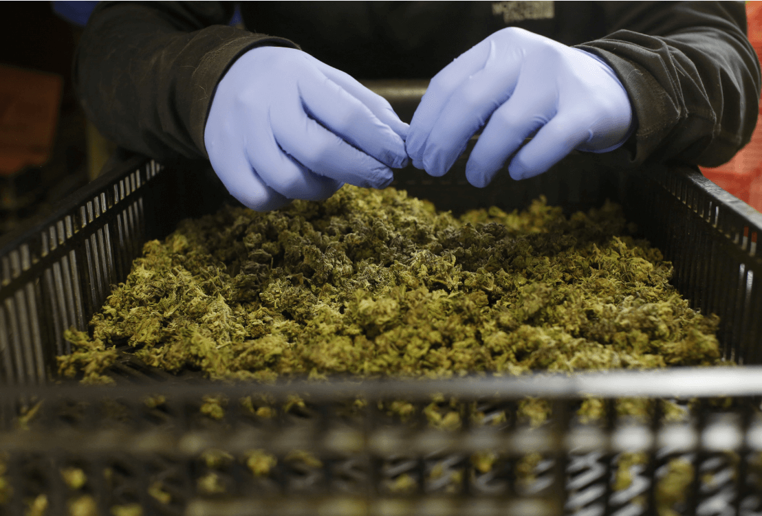 Israel da luz verde a la exportación de marihuana con fines medicinales