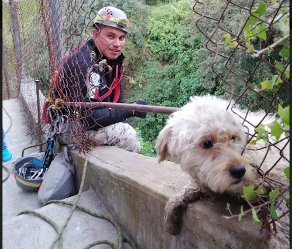 Brigada de Vigilancia Animal rescata a perro en barranca de la CDMX