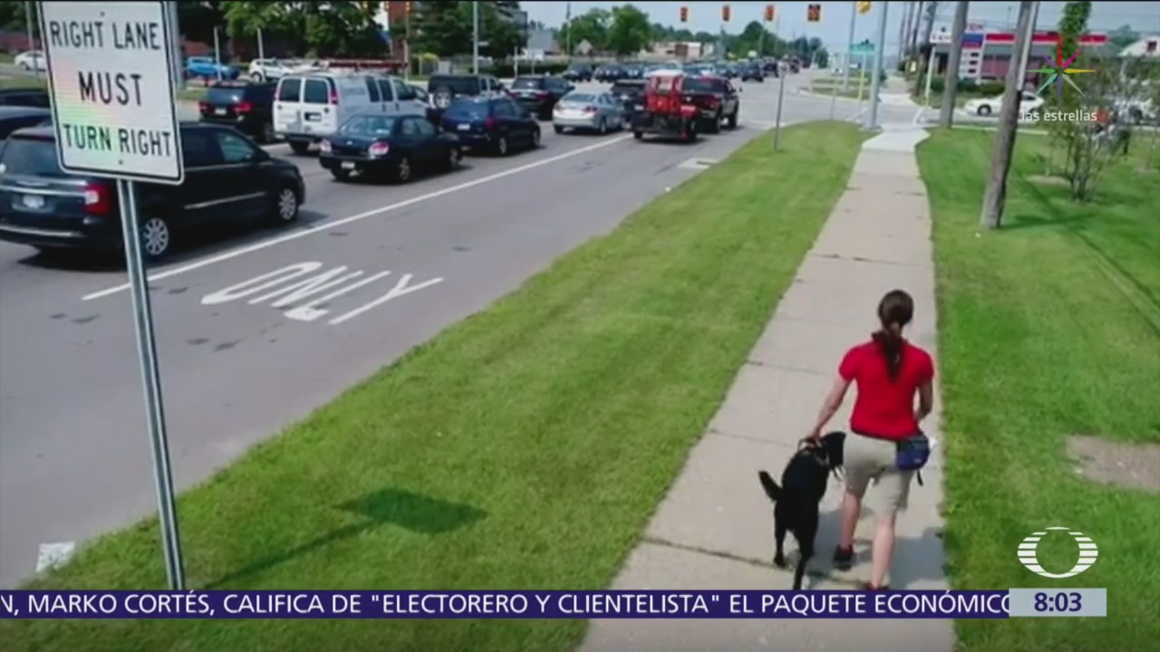 Urgen al Senado aprobar ley que permite acceso de perros guías a transportes