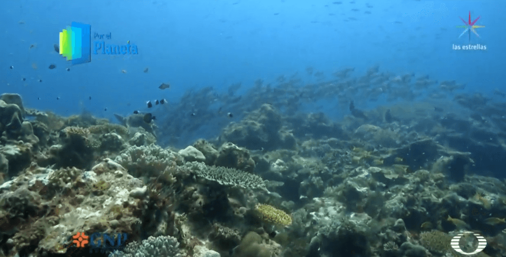 Vamizi, isla de corales que parecen jardines del mar