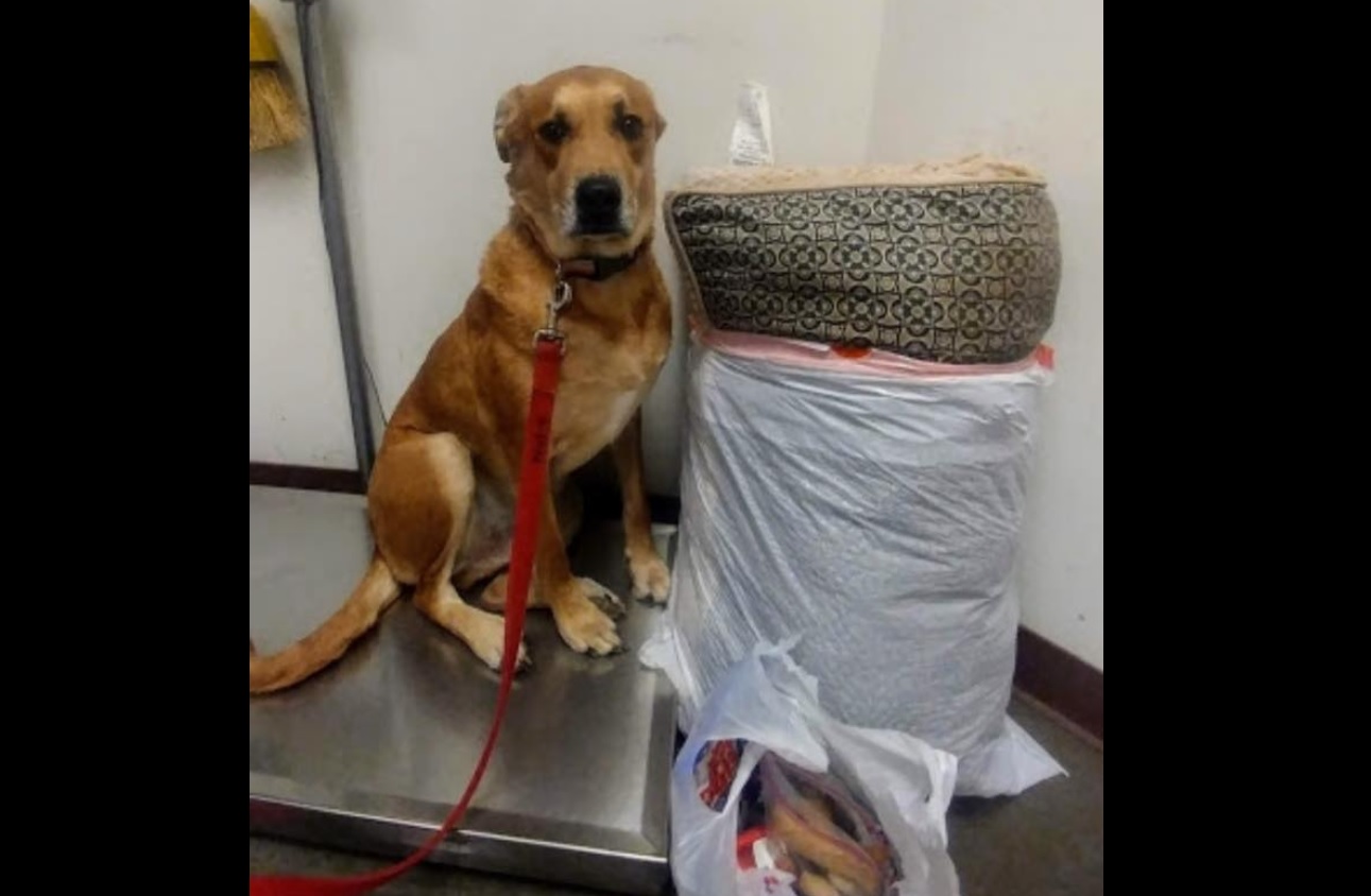 El abandono de ‘Wall-E’, el perro que regresaron con todas sus cosas al albergue donde fue adoptado