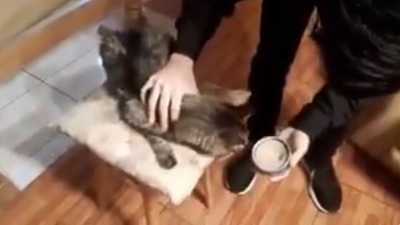 youtuber-video-tortura-gato-muerte