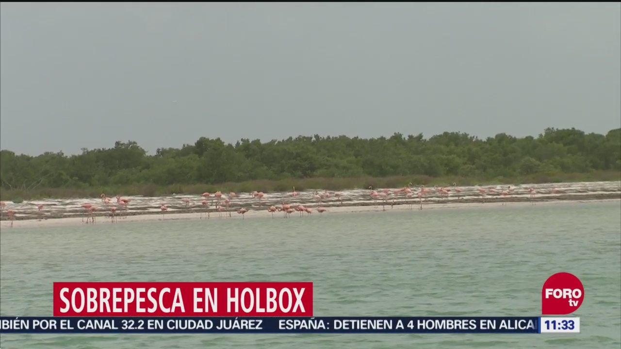 Actividad humana afecta ecosistema en Isla Holbox