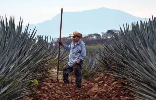 Industria de tequila rompe récord de exportaciones en 2018