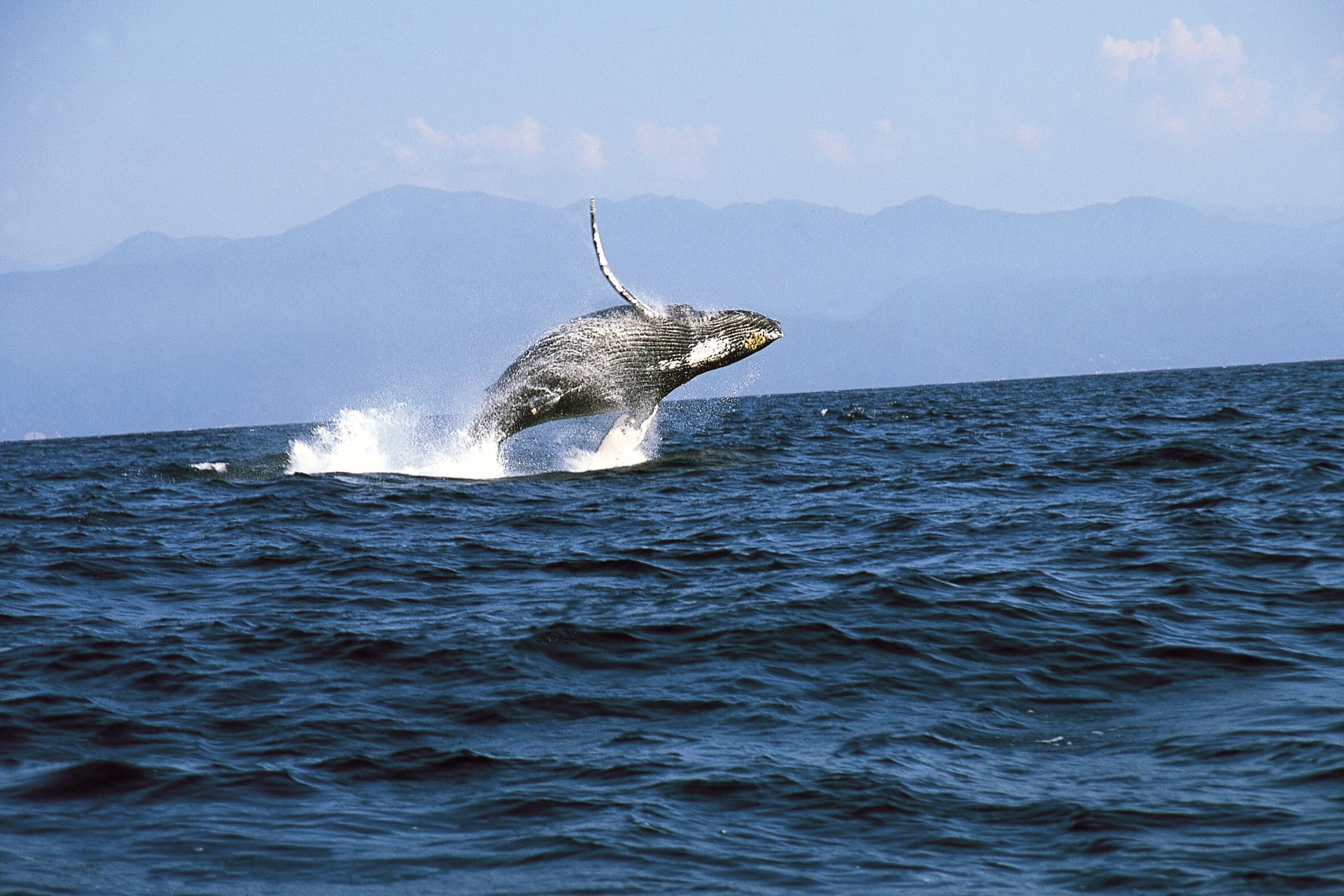 Contabilizan al menos 79 ballenas jorobadas en el norte de BCS
