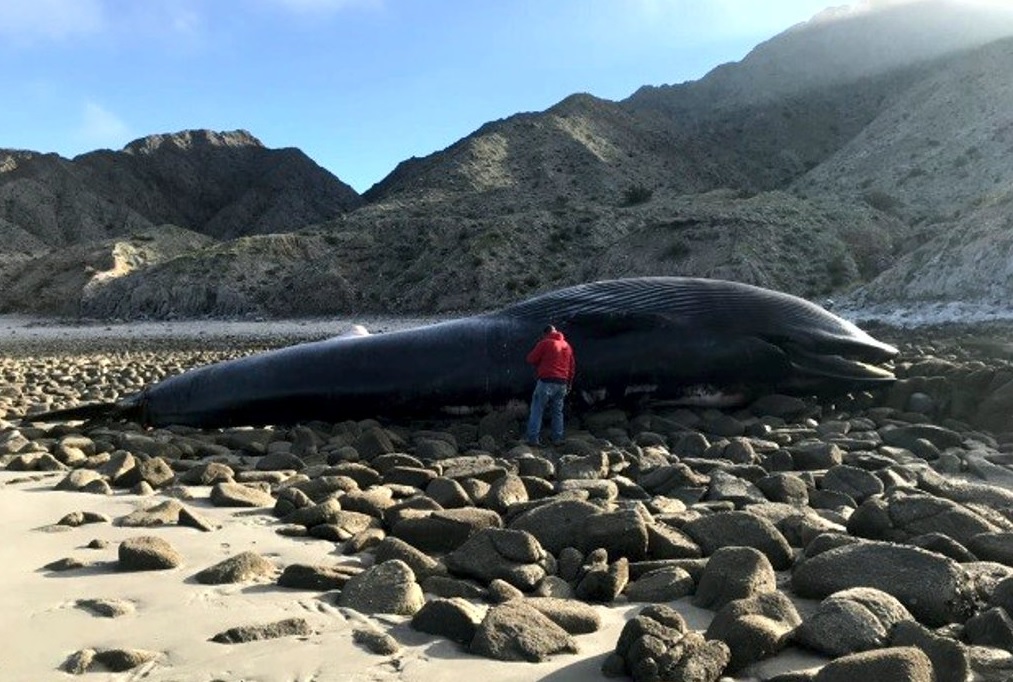 Profepa atiende muerte ballena varada Baja California