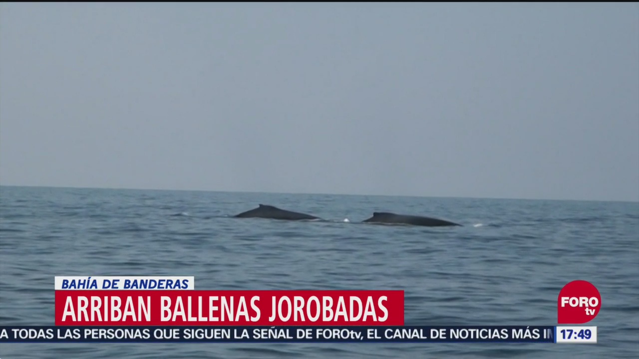 Ballenas Llegan Frente A Bahía De Banderas, Ballenas, Bahía De Banderas, Nayarit, Grupos Ecologistas, Proteger A Los Cetáceos