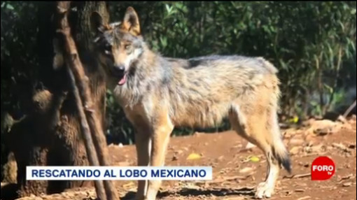 El plan para rescatar al lobo mexicano