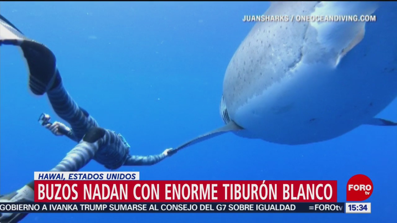Buzos nadan con enorme tiburón blanco en Hawai