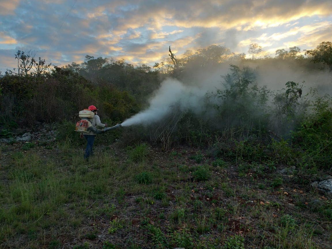 Foto: combate plaga de langosta en Campeche, 28 de enero 2019. (Twitter @UCSCampeche)