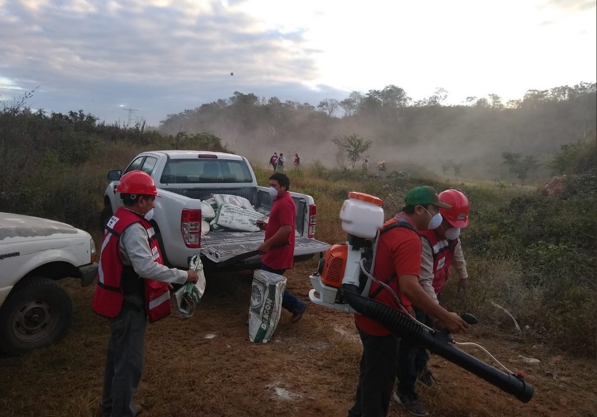 Tres mangas de langosta afectan cultivos en Campeche
