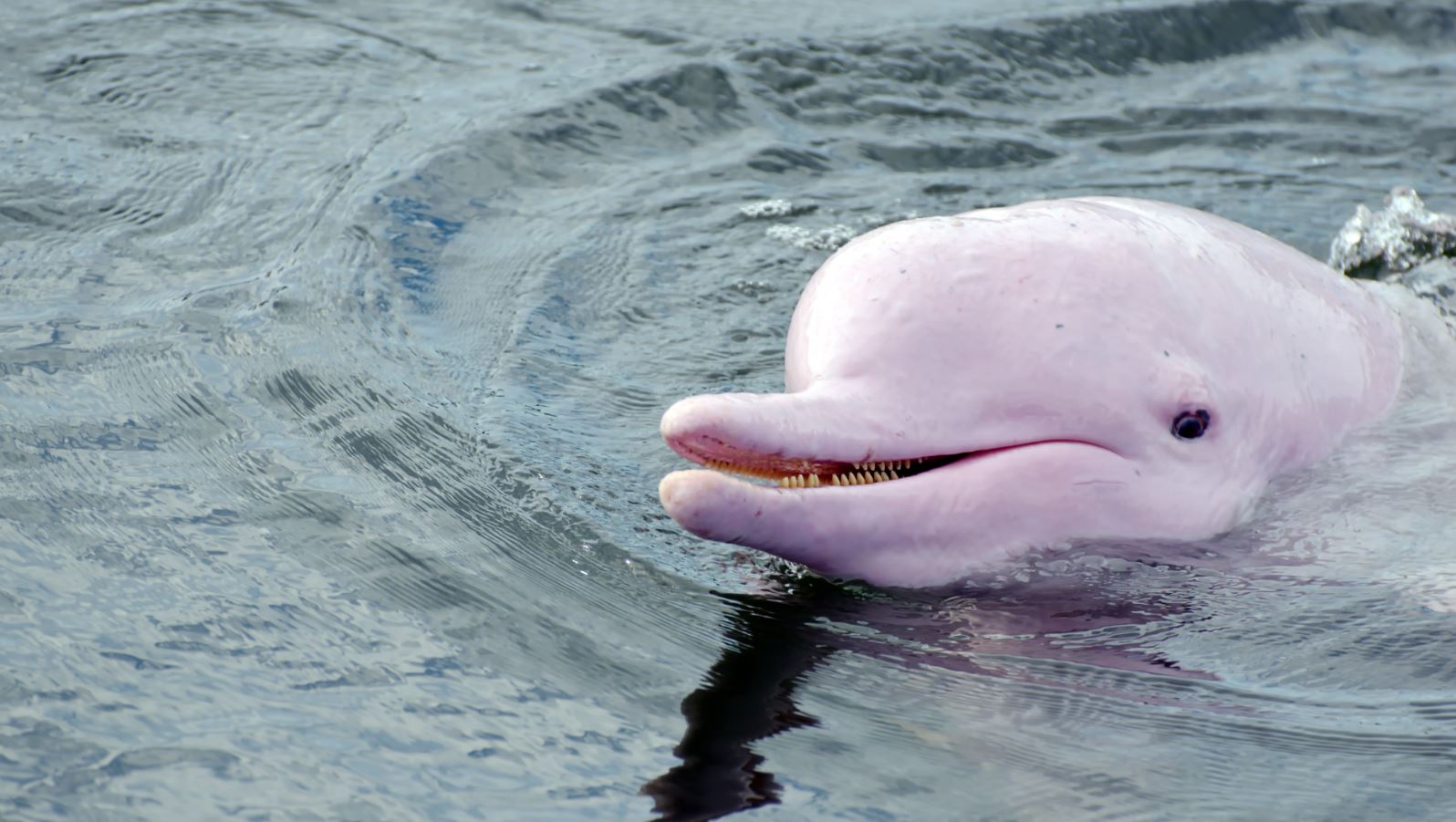 Delfín rosa del Amazonas, de nuevo en peligro de extinción