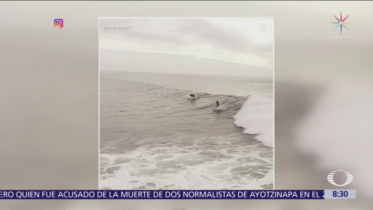 Delfines surfean con joven en Ventura, California