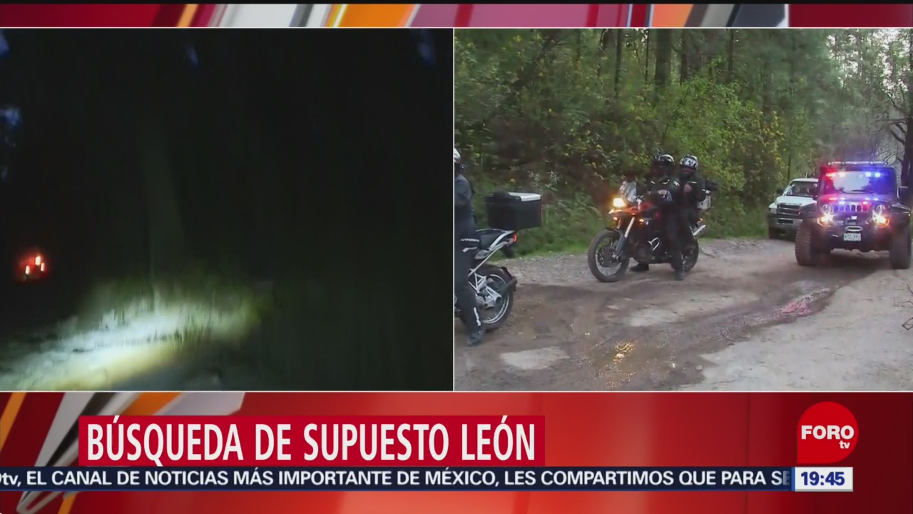Foto: León En Desierto De Los Leones 31 de Enero 2019